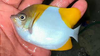 “REEF SAFE” Pyramid Butterflyfish [upl. by Onilecram]