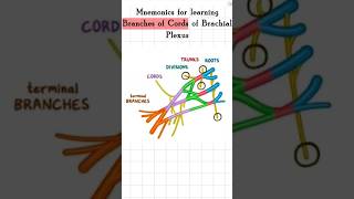 Branches of cords of Brachial plexus biology mbbs mbbslearningbiology anatomy [upl. by Ecyt]