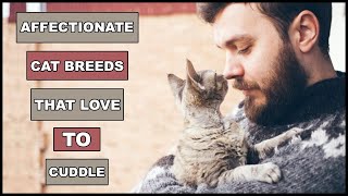 Most Affectionate Cat Breeds That Actually Love To Cuddle  Animal Globe [upl. by Adnoloy]