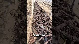 Why Grape Growers Bury Their Vines in Winter shorts [upl. by Elison]