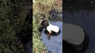 హీరో ల వేల్లడు 😱fishing wildfishing villagefishinglife onlyfishing newfishing fishingvideo [upl. by Nagrom]