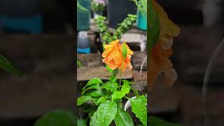 CROSSANDRA FlOWER PROPAGATION crossandraflower crossandra [upl. by Plotkin687]