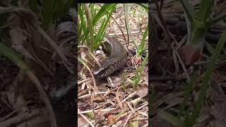 snake videoviralvideo [upl. by Amilah]