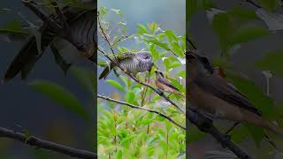 Mother Shrike is feeding her Cuckoo chick birds nature viralshort unfreezemychannel wildlife [upl. by Guillema]