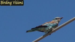 Lake Dystos Evia in August  Birding Greece [upl. by Ardis]