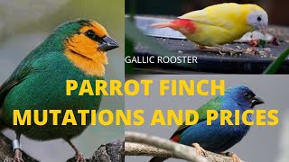 PARROT FINCH MUTATIONS AND PRICES 2😍2👍FIRST IN YOUTUBE [upl. by Llerrad]