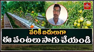 వరికి బదులుగా ఈ పంటలు సాగు చేయండి  3 Types of Alternate Crops for Paddy in Rabi  hmtv agri [upl. by Audwin]