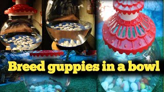 How to Breed Guppies in a Bowl Simple Guide for Beginners  guppy guppybreeding guppies bowl [upl. by Dygert]