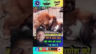 Rabbit meeting video first time  rabbit video  rabbits sounds [upl. by Nimesh655]