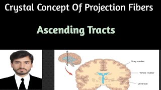 Projection fibers Part 2 Ascending tractssensory nerves with clinical correlations [upl. by Aicnelev]