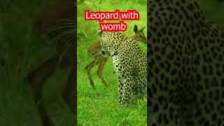 Leopard with womb [upl. by Euqinomad]