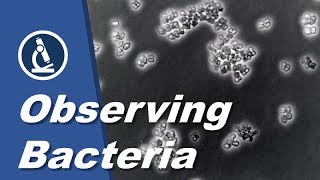 How to see BACTERIA with a microscope  Amateur Science [upl. by Ilaw]