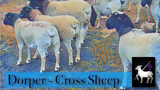 Dorper Cross Sheep  Crider Farms Interview [upl. by Catina]