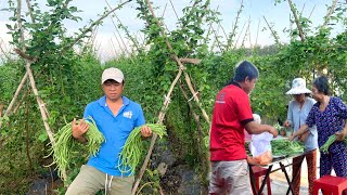 Harvesting Long Beans  Selling at The Market in Front of The House  Delicious StirFried Long Bean [upl. by Nawor591]