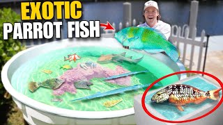 Catching EXOTIC PARROT FISH For My Backyard SALTWATER POND Using SEAWEED [upl. by Trueman]