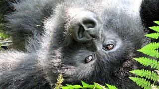 Mountain Gorillas of Rwanda [upl. by Nisior458]