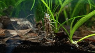 A Peaceful Aquarium For My Aquatic Isopods  Asellus Aquaticus [upl. by Stock831]