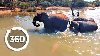 Playful Elephants Swim  Discovery VR 360 video [upl. by Manda41]