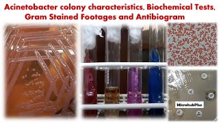 Acinetobacter colony characteristics Biochemical Tests Gram Stained Footages and Antibiogram [upl. by Mallorie]