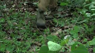 Segment 3 of 9 Monitoring Tigers  Line Transect PART 1 [upl. by Fanning]