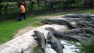 Crocodile Feeding at Langkawi Crocodile Farm [upl. by Duthie]