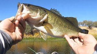 Bass Fishing Arivaca Lake In Southern Arizona  These Fish Are STACKED In This Cove [upl. by Htebesile]