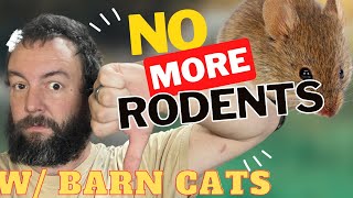 NO MORE MICE Why you NEED Barn Cats [upl. by Pentheam]