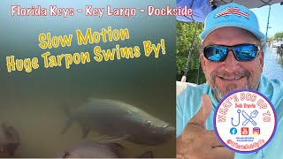 Key Largo Huge Tarpon Underwater Dockside [upl. by Kyte]