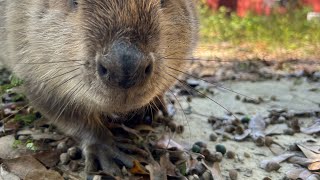 Making progress with the beaver sanctuary [upl. by Erminna]