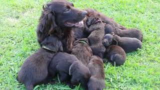 NORTHWEST FLORIDA BOYKIN SPANIEL PUPPIES [upl. by Aurilia]