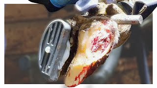 SURGICAL INTERVENTION  WHITE LINE DISEASE IN COWS HOOF [upl. by Burnside178]