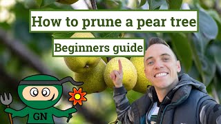 How to prune a pear tree ultimate beginner gardening guide [upl. by Ylrebmyk]