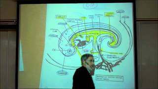 INTRO TO HUMAN EMBRYOLOGY PART 2 by Professor Fink [upl. by Wildermuth]