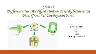 Differentiation Dedifferentiation Redifferentiation  Plant Growth amp Development  Biology 11NEET [upl. by Ehrenberg]