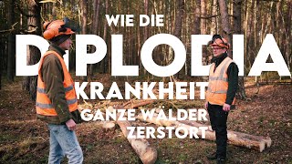 Waldsterben durch Klimawandel Wie die DiplodiaKrankheit ganze Wälder vernichtet  Forst erklärt [upl. by Doehne389]