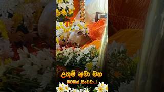 🙏Borelle kovida thero funeral viralvideo shortvideo [upl. by Maxfield]