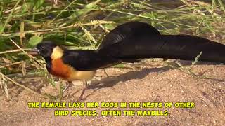 Paradise Whydah — a bird of beauty mystery and resilience [upl. by Saunders187]