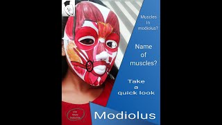 Modiolus  muscles in modiolus [upl. by Akiemahs]