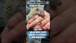 Lesser hedgehog tenrecs Echinops telfairi are related closer to elephants then hedgehogs [upl. by Aronael533]