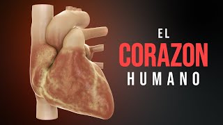 Cómo funciona el corazón Animación [upl. by Julis]