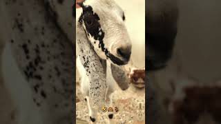 Bakra Bado Badi 😂  Bado Badi 🐐 viral trending cowvideos bakraeid2024 [upl. by Yee]