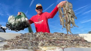 Catching Thousands of Wild Shrimp in a Huge Cast Net Catch Clean amp Cook [upl. by Lexie]