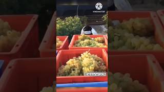 अंगूर से कैसे करते है लाखों की कमाई   grapes  grape [upl. by Tiduj]