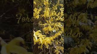 Forsythia in Garden Landscape [upl. by Emilie]