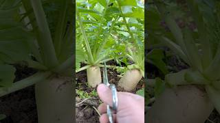 Harvesting Radish Leaves harvest radishleaves radish garden satisfying viralvideo shorts [upl. by Shirlee218]