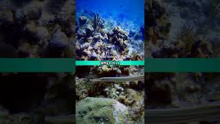 Why I Dive 48 Underwater Adventure Trumpetfish sweet little clump of reef [upl. by Drofdeb]