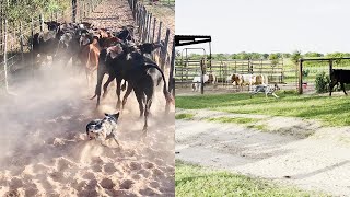 Dog Herding Cows and Directing the Cattle Across Ranch  WooGlobe [upl. by Alvan988]