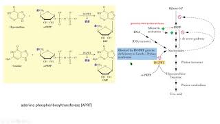 Lesch Nyhan HGPRT reutilización purinas salvage purine biochemistry bioquímica [upl. by Assiroc]