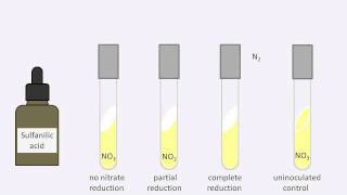 Nitrate reduction test [upl. by Keefer]