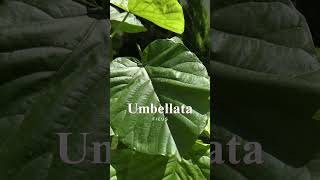 Ficus Umbellata ficusumbellata [upl. by Leelaj]